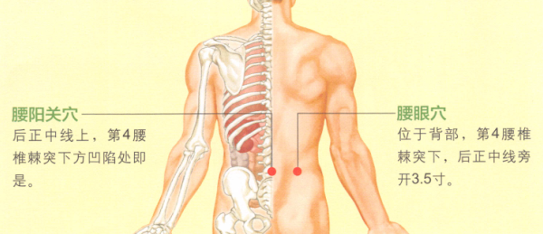 人体腰的位置图片图片