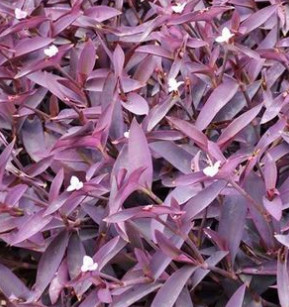 紫锦草