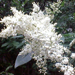 白蜡花