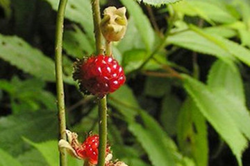 太平莓