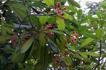 红香树