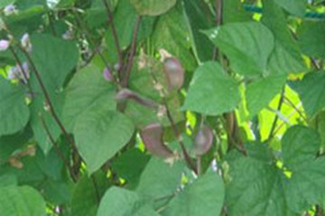 扁豆藤