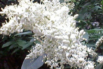 白蜡花